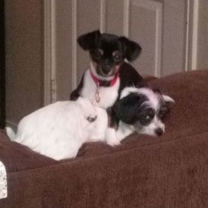 Meet your Posher, Curtis